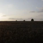 Drei Kronen im Weizenfeld