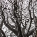 tausendarmige Winterbuche