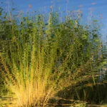 gekringeltes Uferschilf