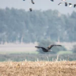 Seeadler im Tiefflug