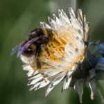 Hummel im Löwenzahn