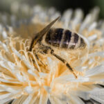 Biene taucht in die Blüte