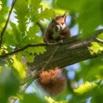 Geeichtes Sciurus vulgaris