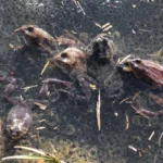 Moorfrösche bei der Arbeit