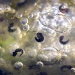 Embryonen des Wasserfroschs