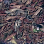 Kaulquappen mit Kiemenbüschel