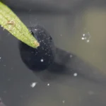 Kaulquappe beim Abweiden