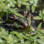 Adulter Wasserfrosch
