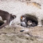 Uferschwalbe bei der Futterabgabe