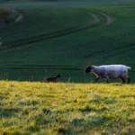 Schwarzkopfschafchen