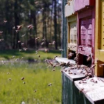 Bienenstock KKieshof