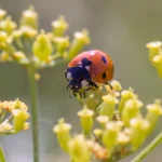 Marienkäfer auf Pastinaca sativa