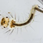 Mückenlarve